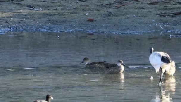 Μονή Ιερή Ibis Threskiornis Αιθειόπικος Στη Λιμνούλα — Αρχείο Βίντεο