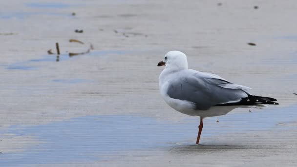 Pojedyncza Srebrna Gull Chroicocephalus Novaehollandiae Plaży — Wideo stockowe