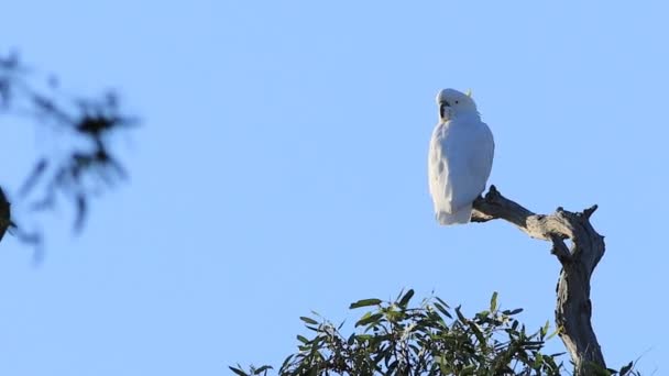 Kaketoe Cacatua Galerita Hooggelegen Boom — Stockvideo