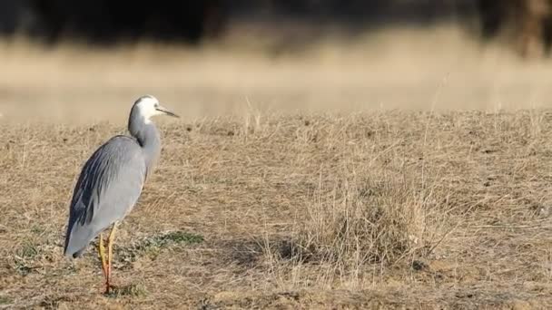 Wandelend Wit Geconfronteerd Reiger Egretta Novaehollandiae — Stockvideo