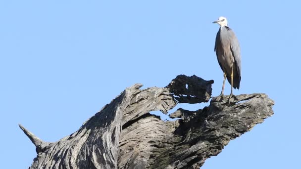 White Faced Heron Egretta Novaehollandiae Dead Gum Tree — Stock Video