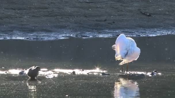 Enkele Geel Gefactureerde Spoonbill Platalea Flavipes Vijver — Stockvideo