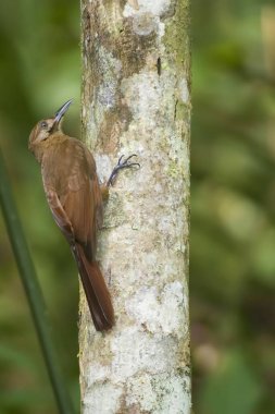 Düz-kahverengi Woodcreeper dikey, Dendrocincla fuliginosa