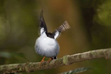 Beyaz Sakallı Manakin, Manacus Manacus, kanat çırpma görüntüsü