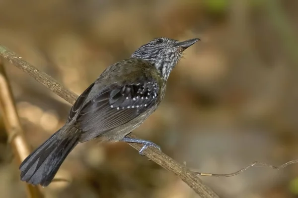 Antvýkřik z černého hocha, Thamnophilus Bridgesi, usadil — Stock fotografie