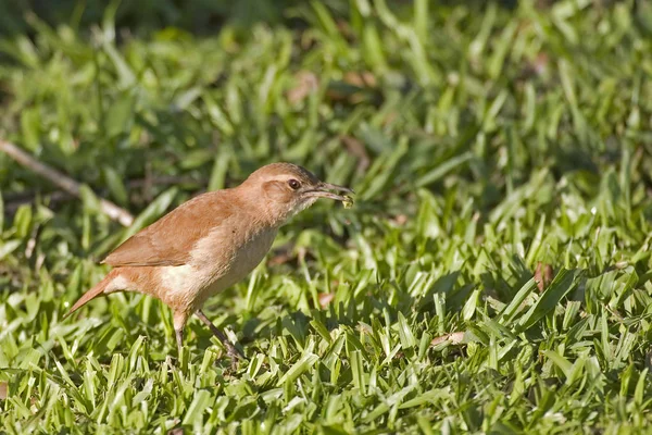 Rufous Hornero, Furnarius rufus, a terra — Foto Stock