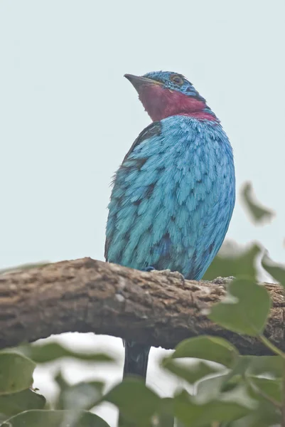 Cotinga pailleté mâle, Cotinga cayana — Photo