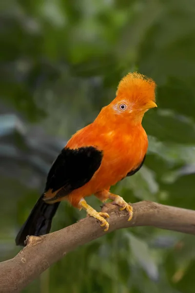 Cock-of-the-rock andino, Rupicola peruvianus, encaramado — Foto de Stock