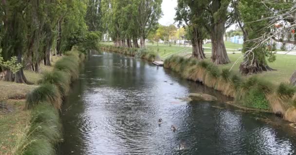 Trädkantad Flod Centrala Christchurch Nya Zeeland — Stockvideo