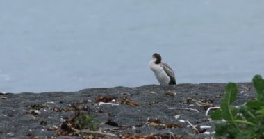 Pied Shag, Phalacrocorax varius, plajda 4k