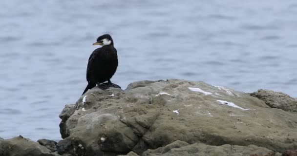 Küçük Pied Karabatak Microcarbo Melanoleucos Kaya Üzerinde — Stok video