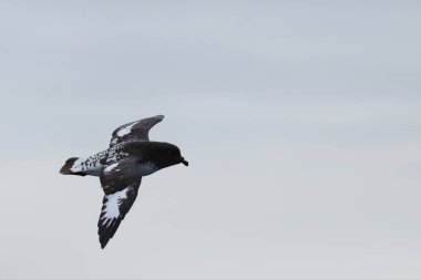 Cape Petrel, Daption kapense, uçan
