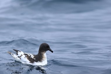 Cape Petrel, Daption kapense, denizde