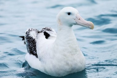 Gibson's Wandering Albatross, Diomedea exulans clipart
