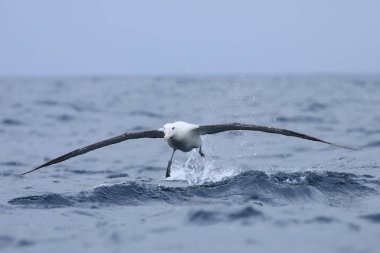 Gibson 'ın dolaşan Albatross, diomedea exulans, çıkar