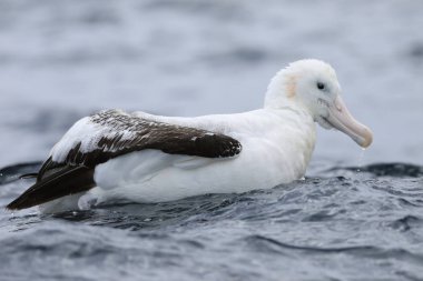 Gibson 'ın dolaşan Albatross, diomedea exulans, yakın
