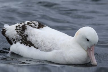 Gibson 'ın dolaşan Albatross, diomedea exulans, istirahat