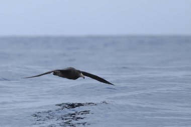 Kuzey devi Petrel, Macronectes halli, kayma