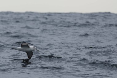 Beyaz-capped Albatross, Thalassarche Steadi, uçuş