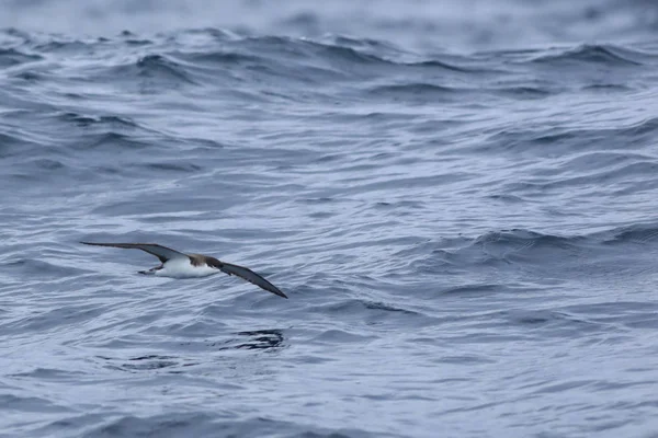 Buller är lira, Puffinus bulleri, under flygning — Stockfoto