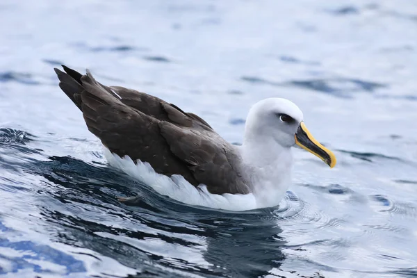 Albatros de Buller, Thalassarche bulleri, descansando —  Fotos de Stock