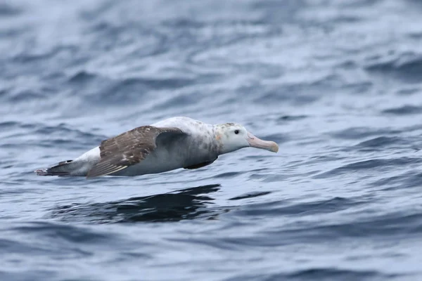 Gibsons Vandrande albatross, Diomedea exulans, flygande — Stockfoto