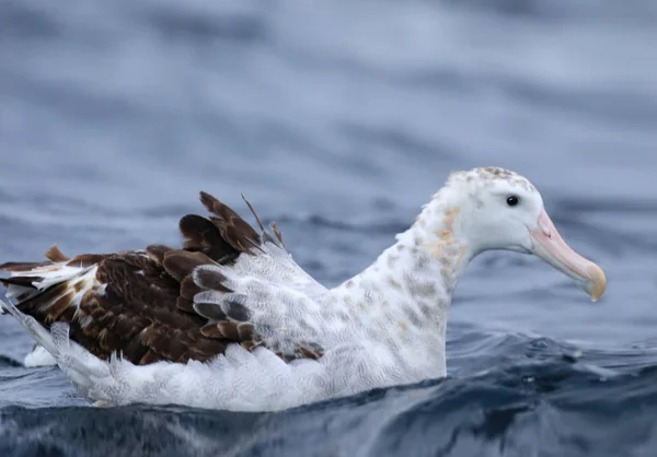 Gibsonův potulný Albatros, Diomedea exulans, relaxační — Stock fotografie
