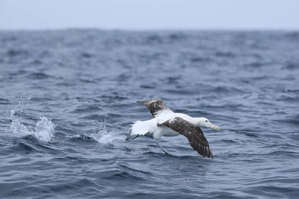 Gibson's Wandering Albatross, Diomedea exulans, taking off — Stock Photo, Image