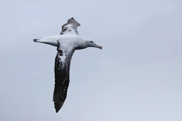 Gibson's Wandering Albatross, Diomedea exulans, gliding — Stock Photo, Image