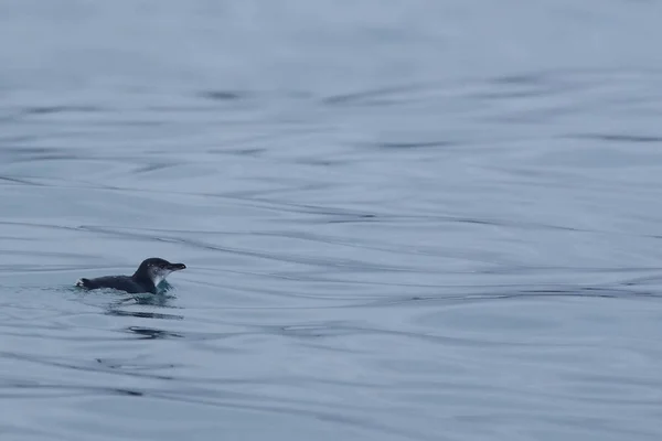 Petit Pingouin, Eudyptula mineur, baignade en mer — Photo