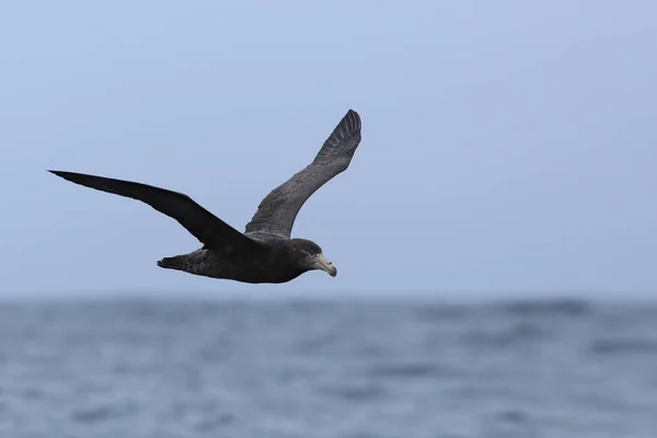 Northern Giant Petrel, Macronectes halli, em voo — Fotografia de Stock