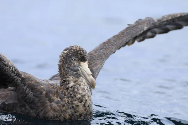 Petrel gigante do norte, Macronectes Halli, close-up — Fotografia de Stock