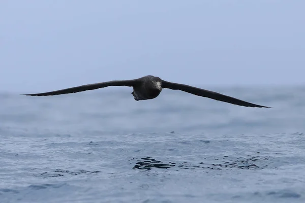 Nördlicher Riesensturmvogel, macronectes halli, fliegend — Stockfoto