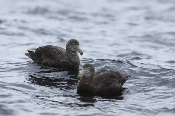 Petrel gigante do norte, Macronectes halli, par — Fotografia de Stock