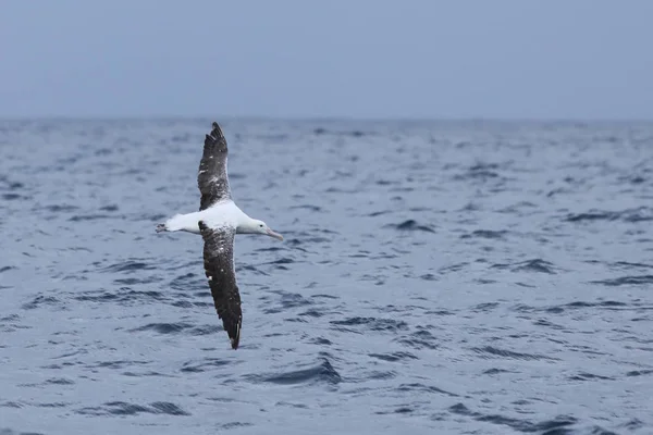 Southern Royal Albatross, Diomedea epomophora, in flight — Stock Photo, Image