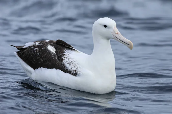 Νότια royal albatross, διομήδειας epomophora — Φωτογραφία Αρχείου
