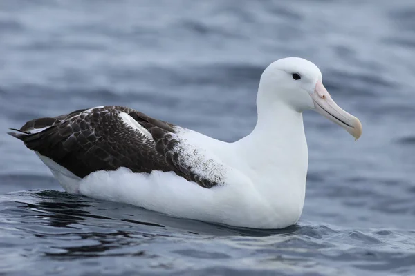Southern Royal Albatross, Diomedea epomophoras, till sjöss — Stockfoto