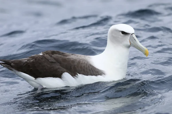 Albatros à capuchon blanc, Thalassarche steadi, sur l'eau — Photo