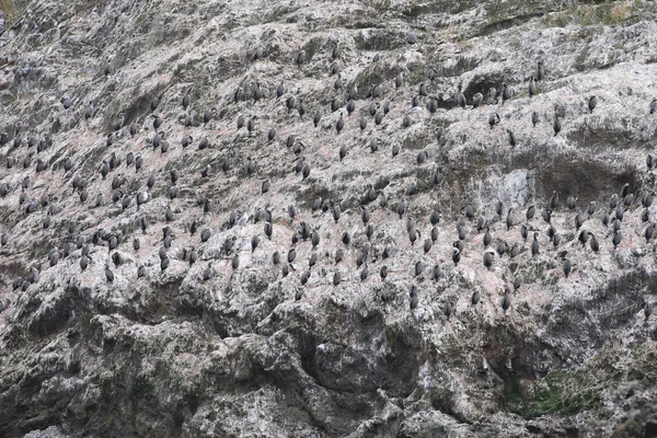 Shag manchado, Stictocarbo punctatus, colônia — Fotografia de Stock