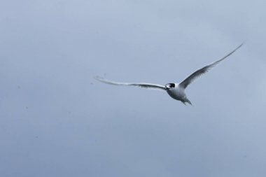 Uçuş beyaz fronted tern, Sterna Striata