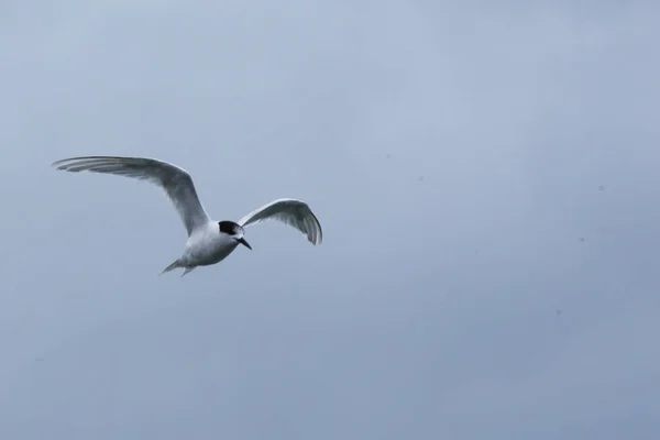 Ιπτάμενο λευκό-με πρόσοψη Tern, στέρνα στριτάτα — Φωτογραφία Αρχείου