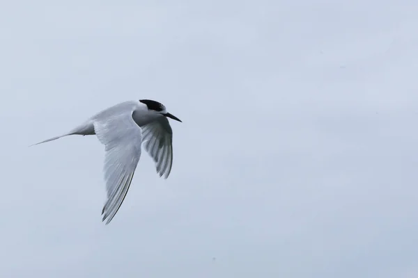 비행 의 화이트 프론트 Tern, 스테나 스트리아타 — 스톡 사진