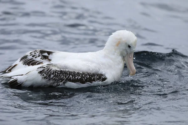 "Potulný Albatros", Diomedea exulans, blízký výhled — Stock fotografie