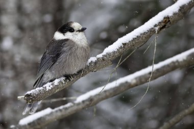 Gri Jay, Perisoreus canadensis, kışın