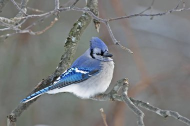 Mavi Jay, Cyanocitta cristata, tünemiş