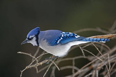Blue Jay, Cyanocitta cristata, dallarda