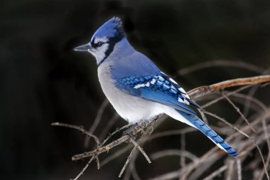Mavi Jay, Cyanocitta cristata, yan görünüm