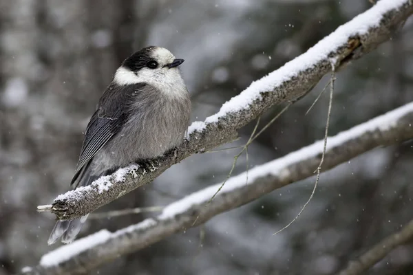 Gray Jay, Perisoreus canadensis, no inverno — Fotografia de Stock
