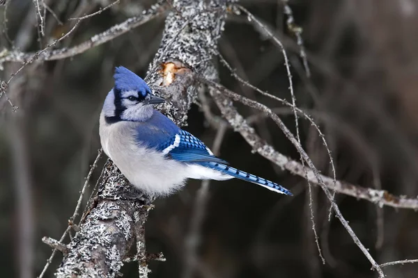 Blue Jay, Cyanocitta cristata, pada cabang — Stok Foto