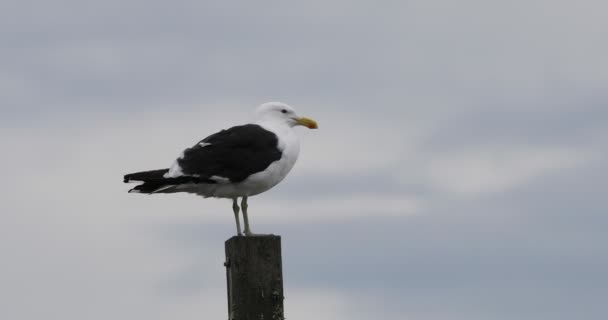 Great Black Backed Gull Larus Marinus Relaxante — Vídeo de Stock